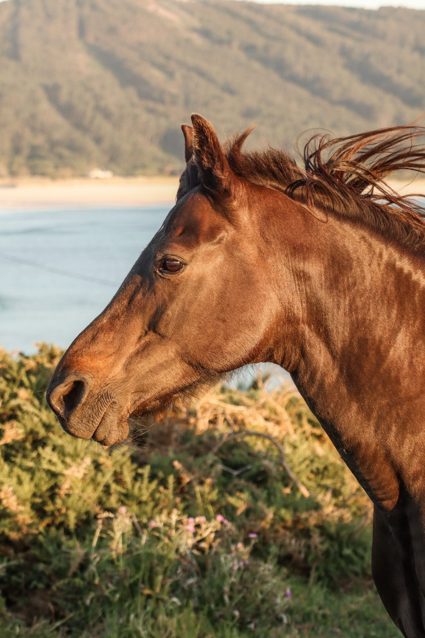 Seguros para Caballos y Equinos