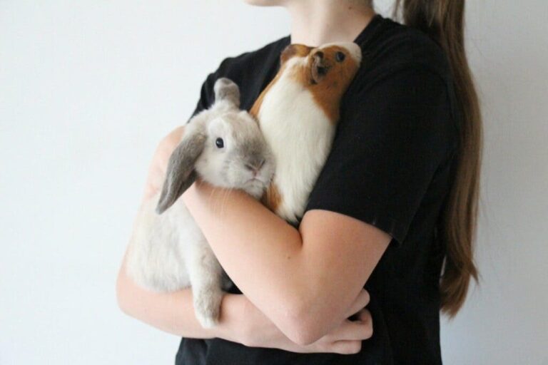 SEguros para Mascotas - Conejos-Cobayas-Hamsters