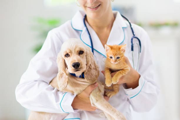 Precios para Seguros Veterinarios-Ofertas de Seguros Veterinarios con 30% Decuento