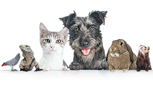 Comparar Seguros para Mascotas y Animales de Compañía - Precios